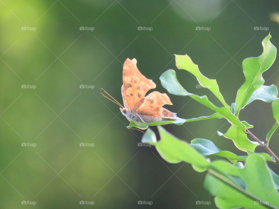 Question mark butterfly at rest