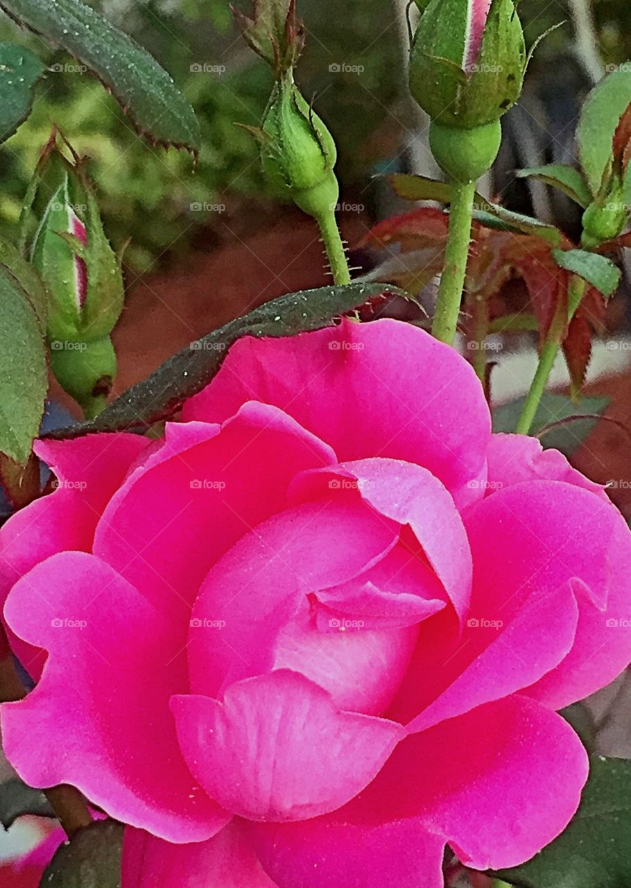 Beautiful Rose 