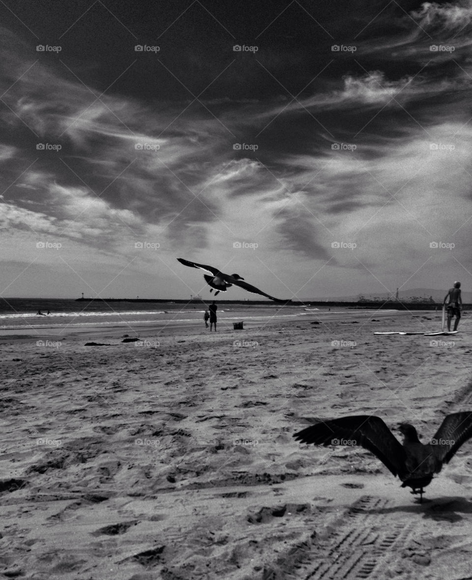 beach sky birds sand by analia