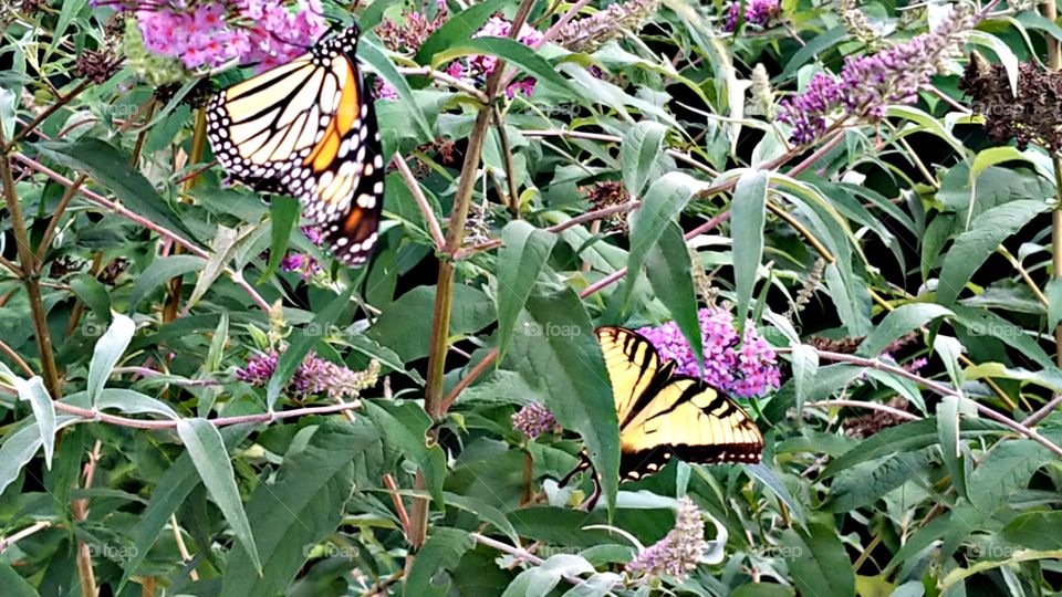 swallowtail and monarch on butterfly bush