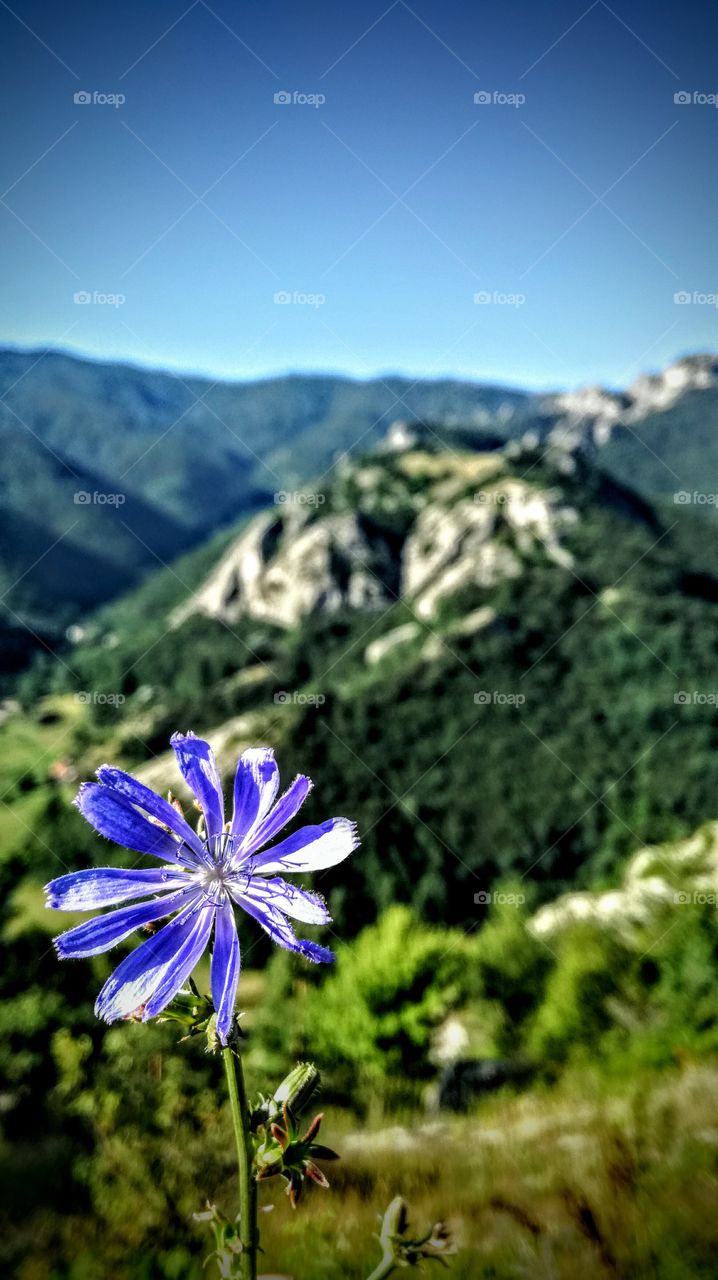 flowers in rodophi mountain Bulgaria