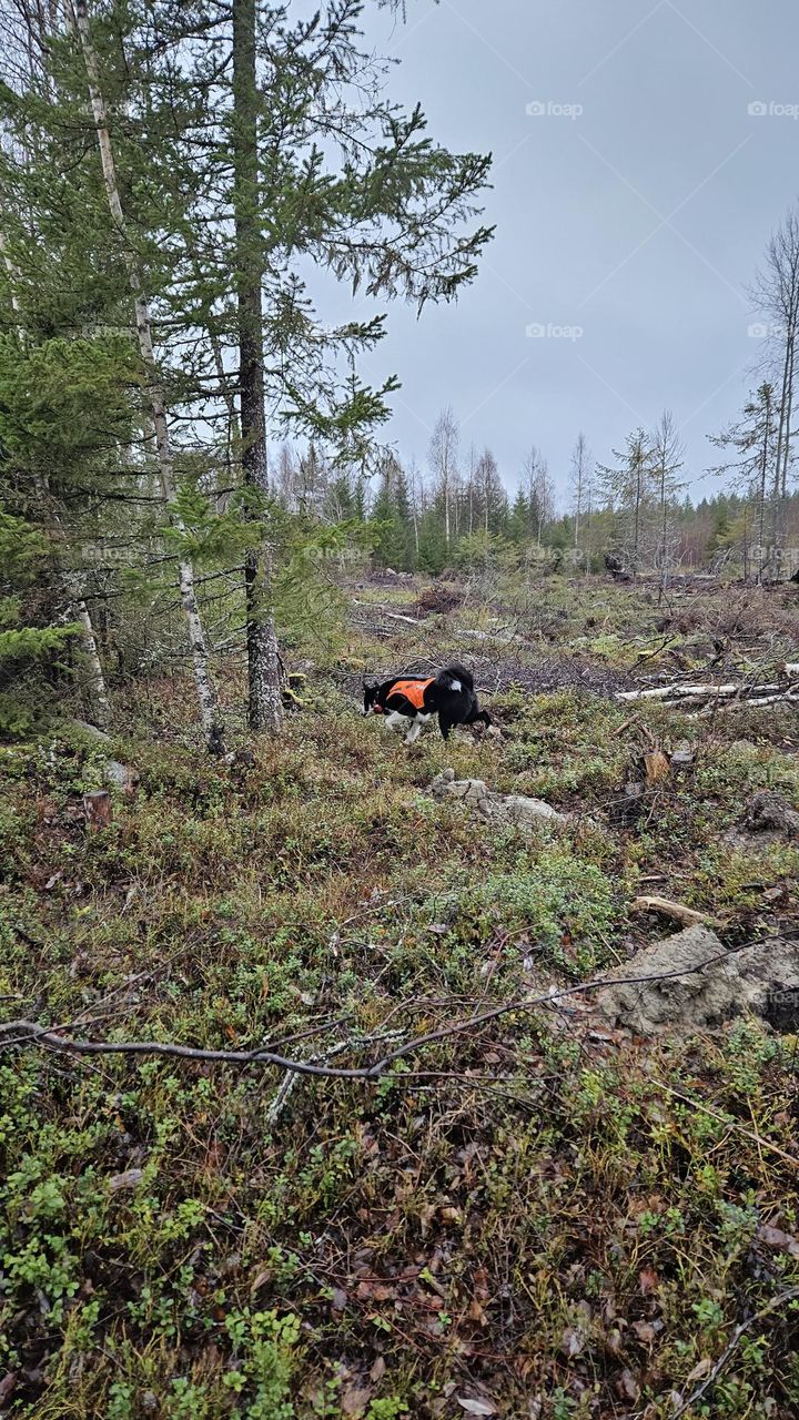 Finnish Karelian bear dog in autumn in the forest looking for moose