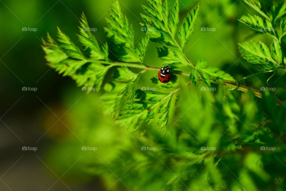 Ladybug on green leaf