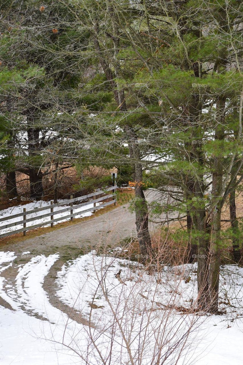 A dirt path through the trees