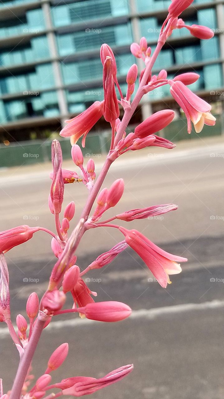 the Landscaping is pretty in Scottsdale