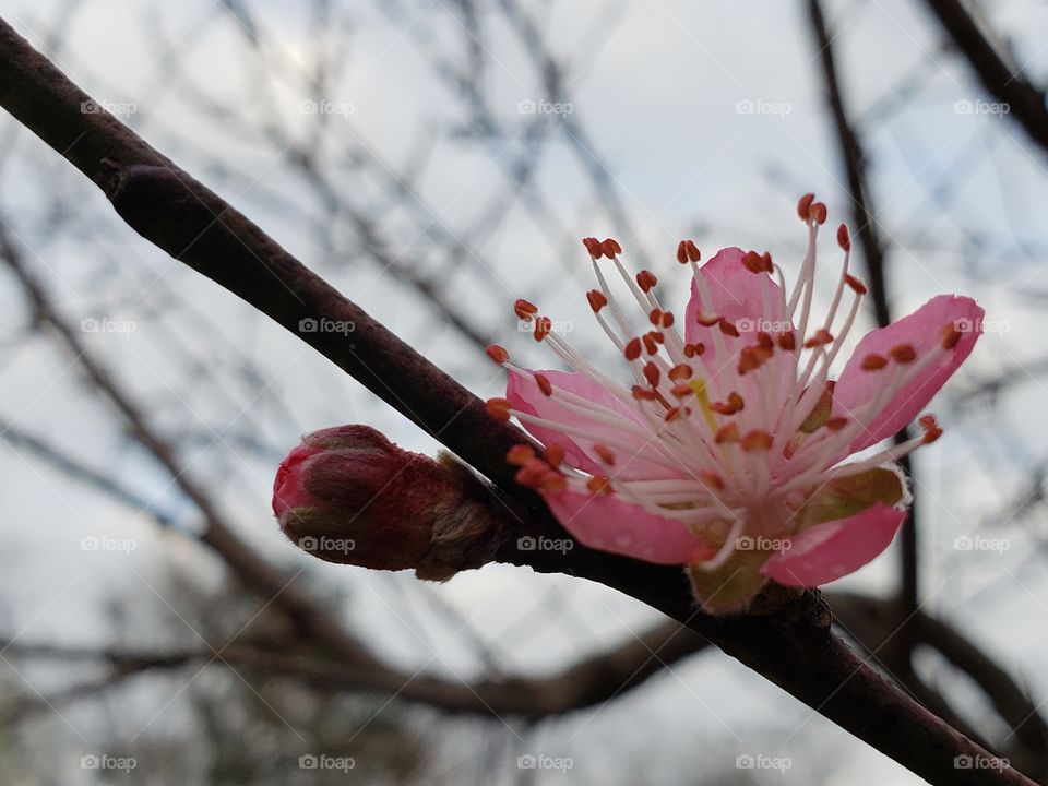 Peach blossoms