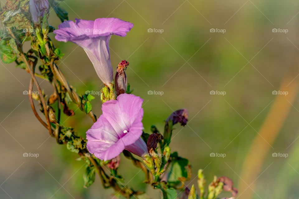 A purple Morning Glory