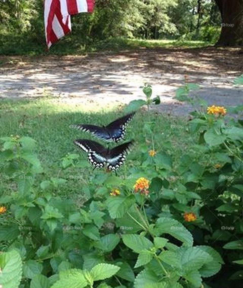 Flag and butterflies
