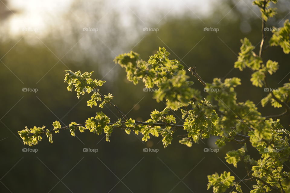 Tree branches against background 