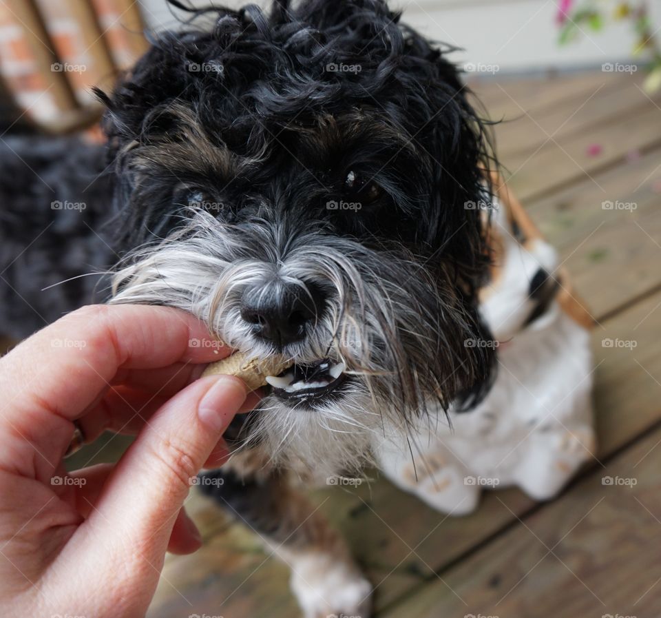 Family Dog. Treat Time