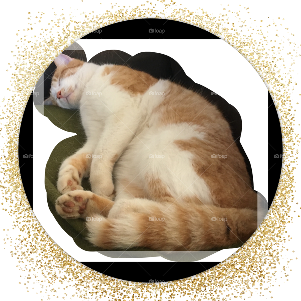 Fat and lazy cat taking a nap. Getting some zzzz’s and some more zzzz’s and more z’s!