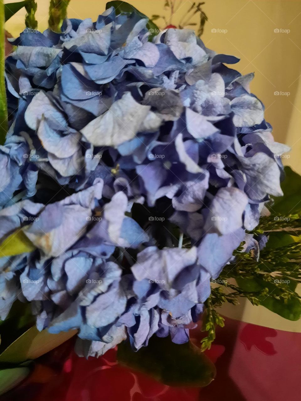 blue hydrangea in photo of the week