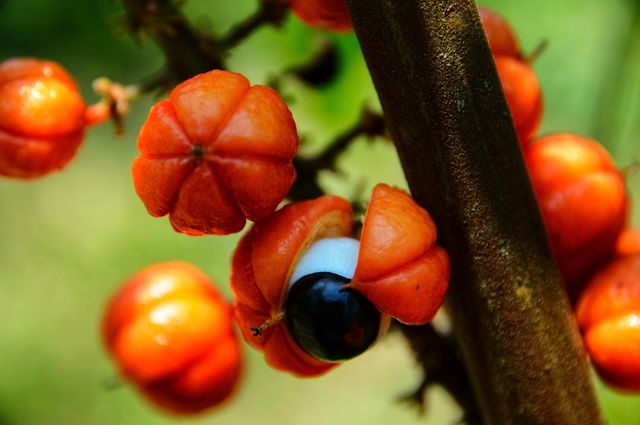 guarana