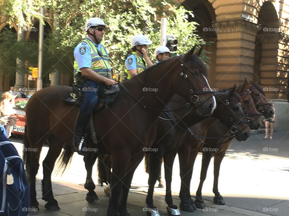 Police horses