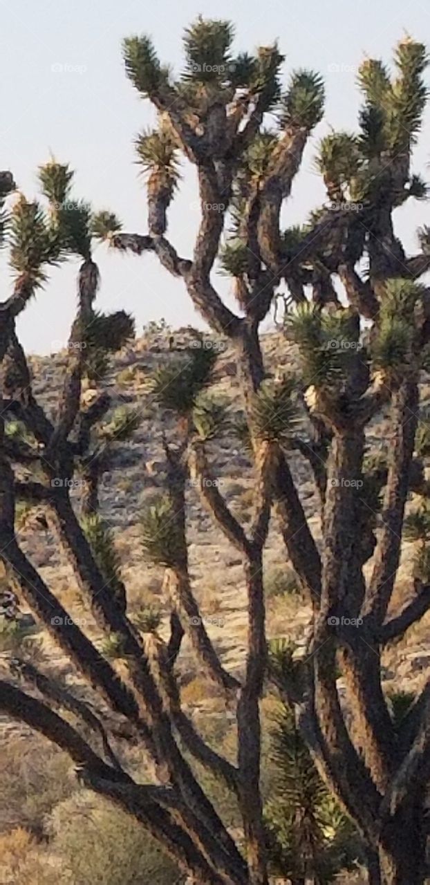 Tree, Nature, Flora, Dry, Desert
