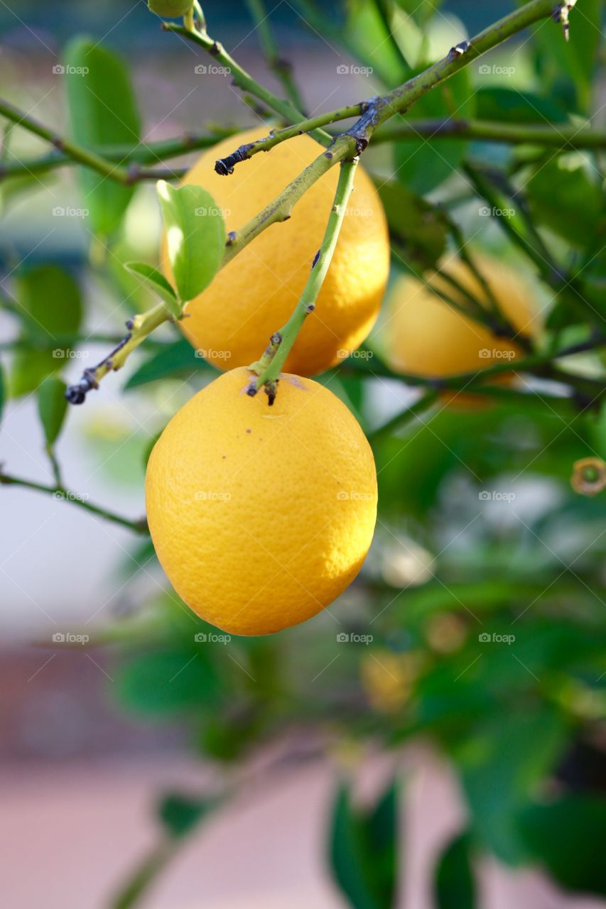 Bright yellow lemons growing on tree 