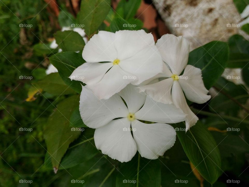 Three   beautiful  flowers  in  the  garden.