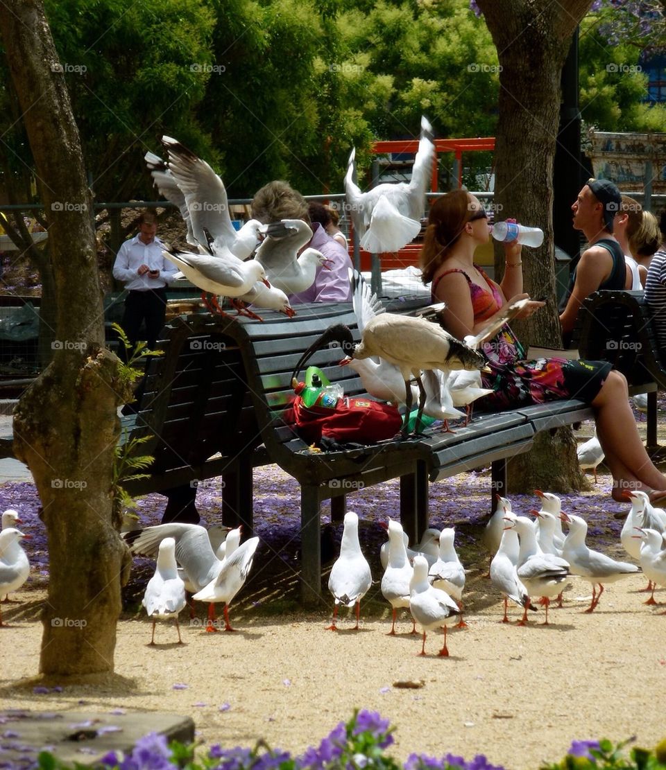 Australian white ibis raiding a backpack and no one even notices. Sydney Australia 