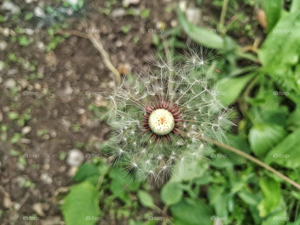 dandelion