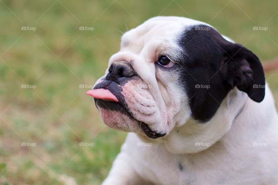 English Bulldog for adoption