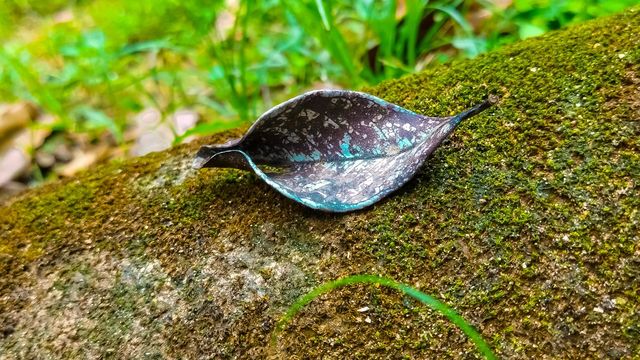 leaf