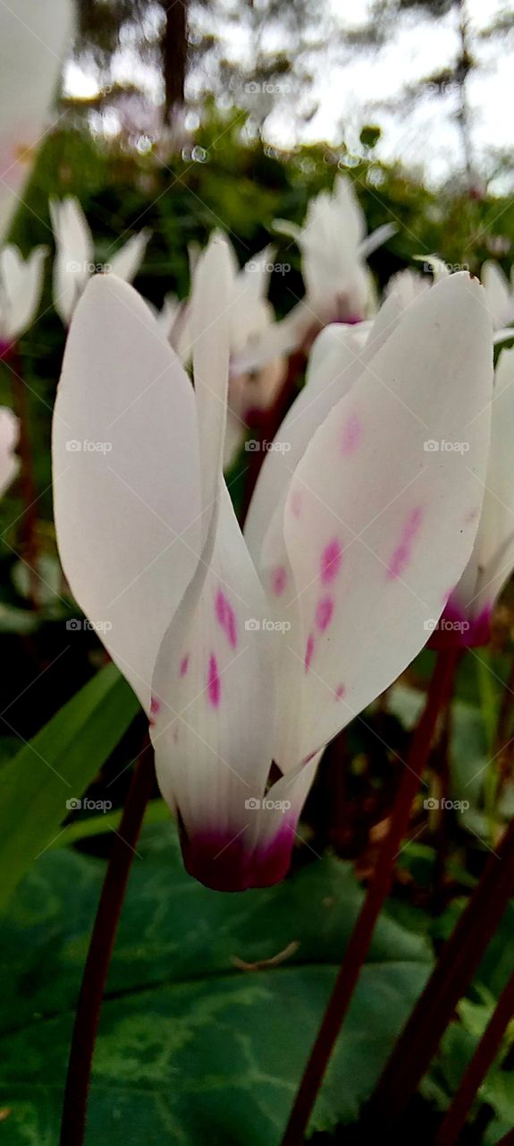 Cyclamen hederifolium Aiton