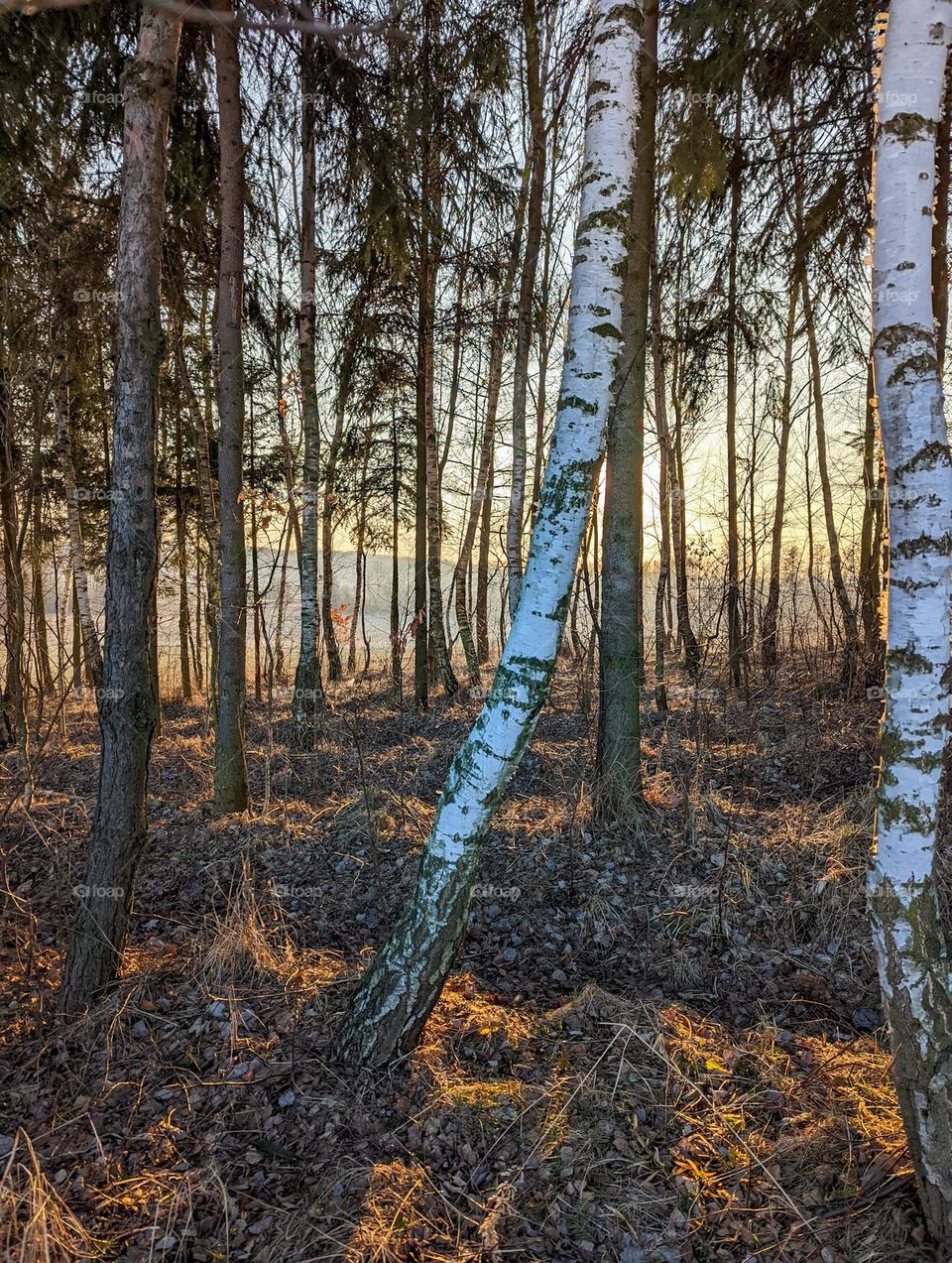 The sun is hiding behind the trees.