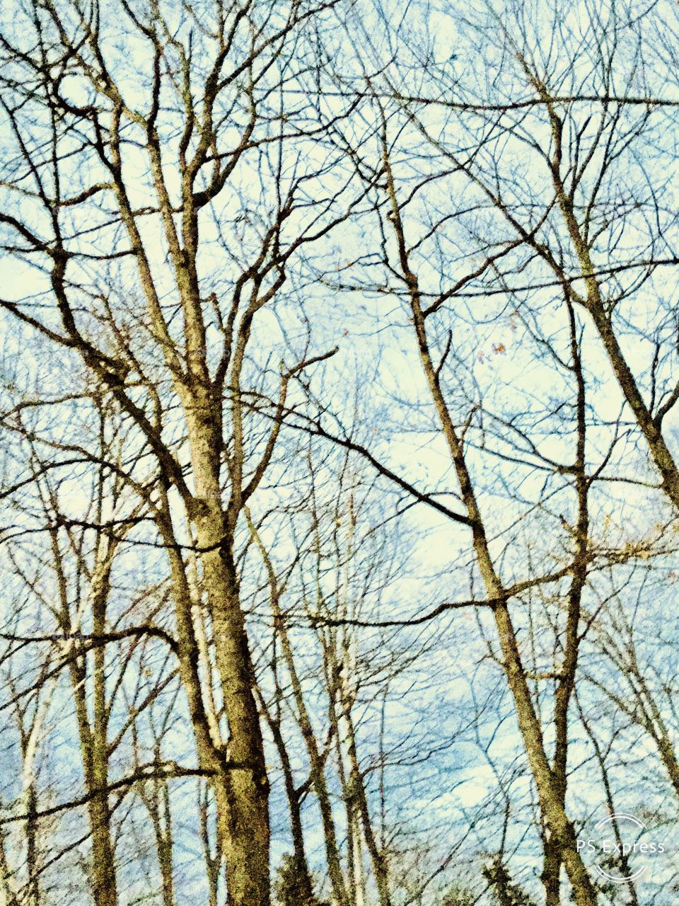 Clouds and trees under 