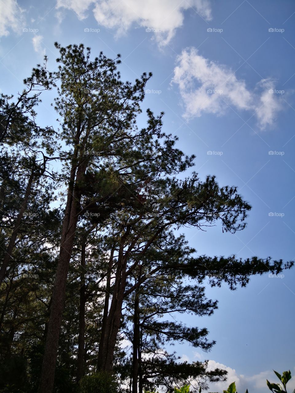 pine trees and blue skies