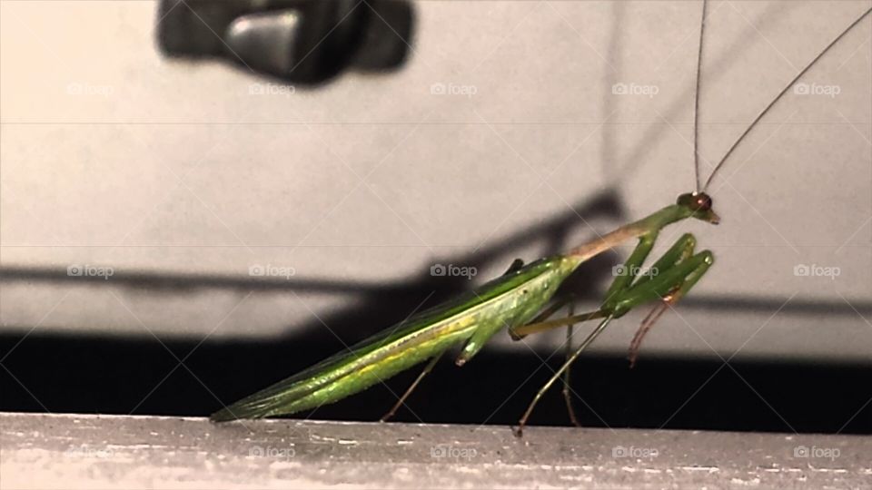 Close-up Shot of Grasshopper