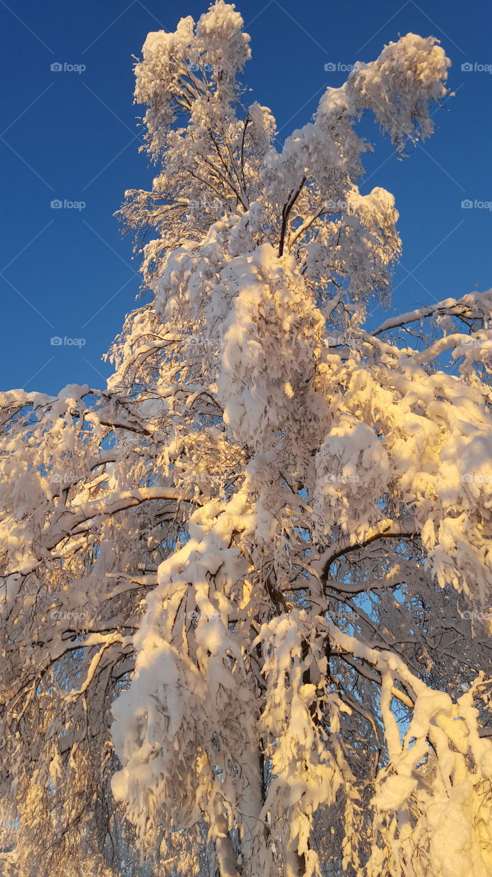 View of frozen tree
