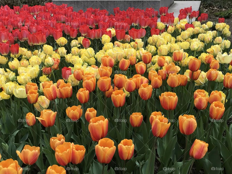 Red, yellow and orange tulip bed