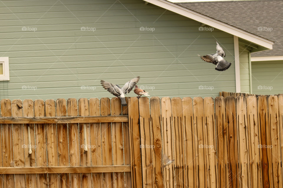 Pigeons flying