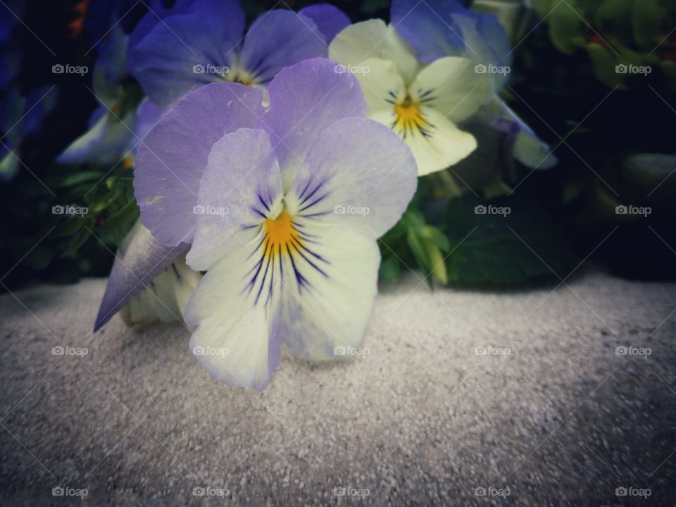 White and Purple Pansy