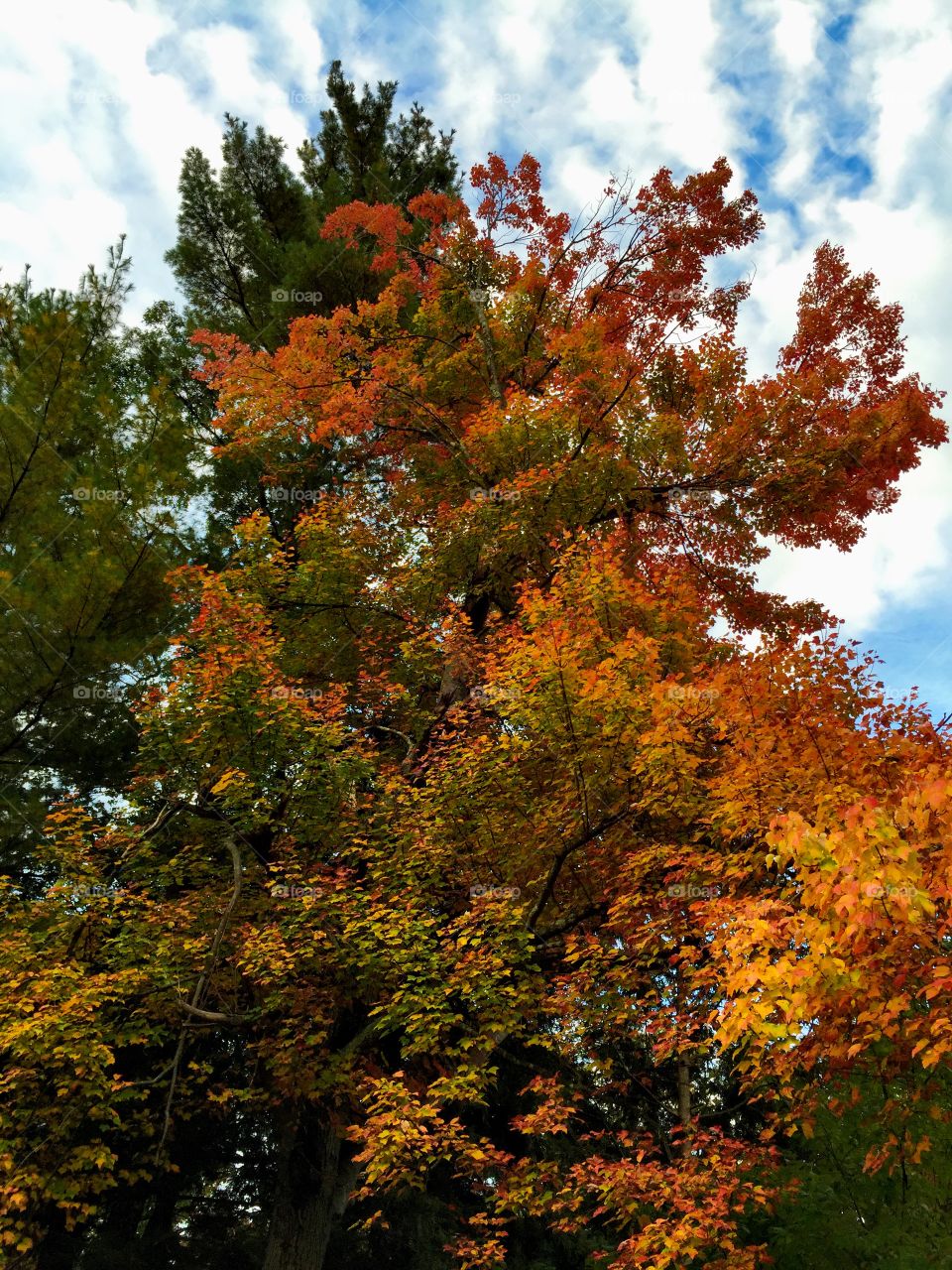 Fall in New England