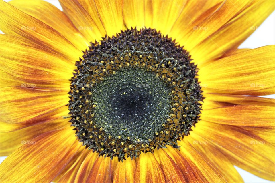 sunflower up close