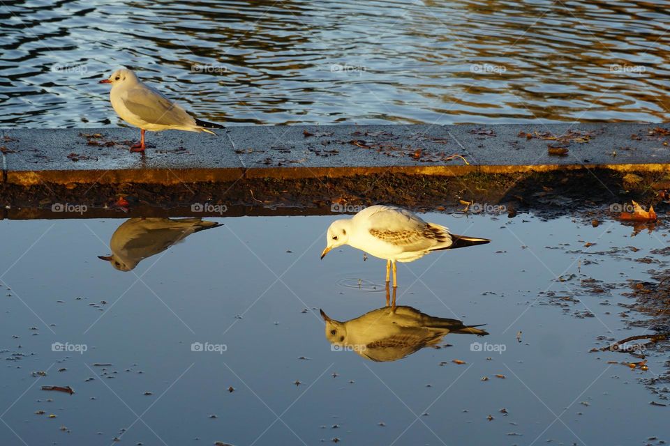 A bird looking in a puddle next to a Lake just as the sun is setting .. love the lighting … hope you do too ?