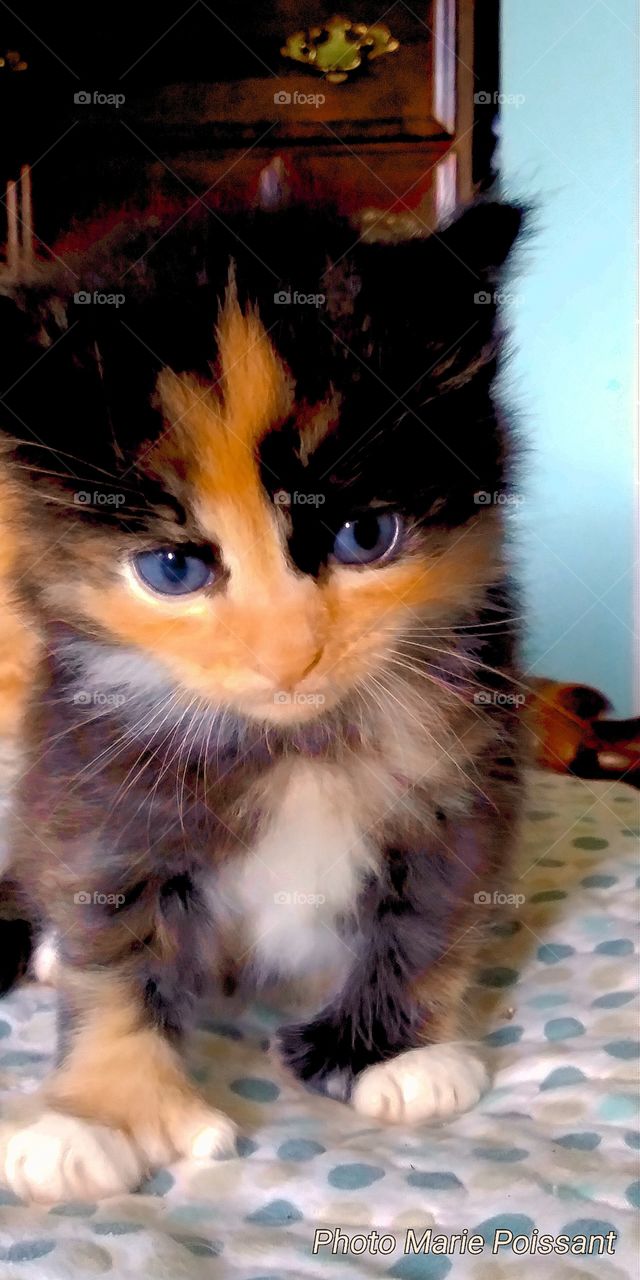 calico kitten