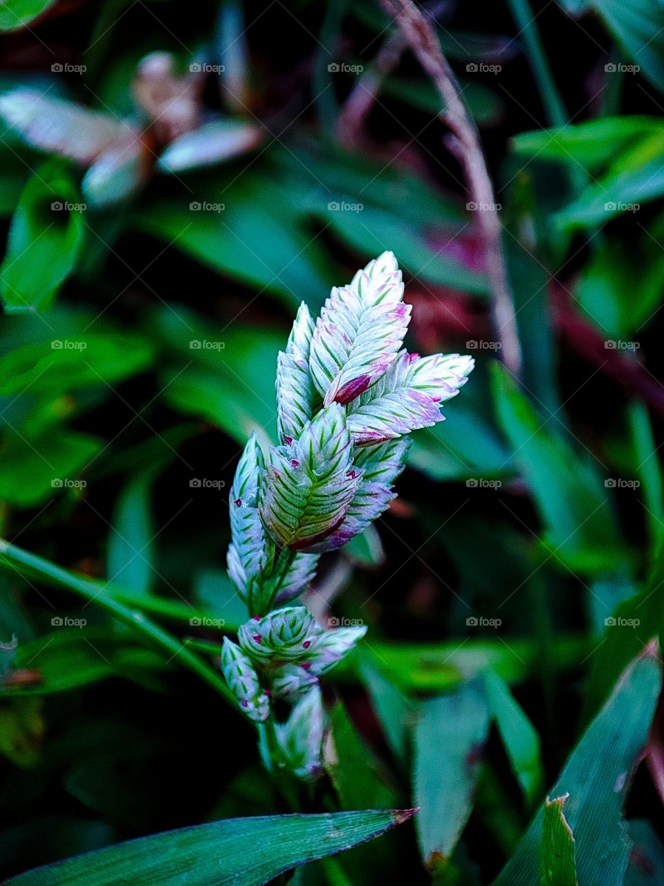 Eragrostis brownii (Browns Lovegrass)