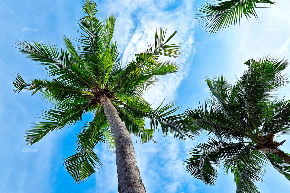Coconut tree with green fronds