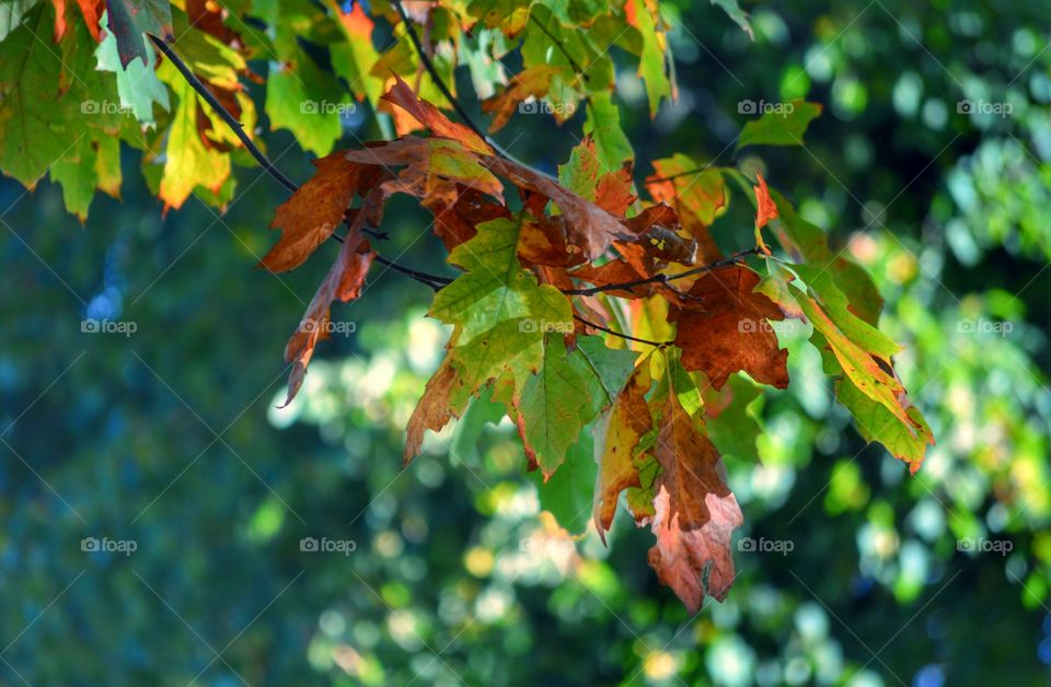 Forest in Autum