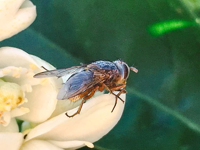 A macro of a blow or bush fly closeup showing wing and eye and leg detail