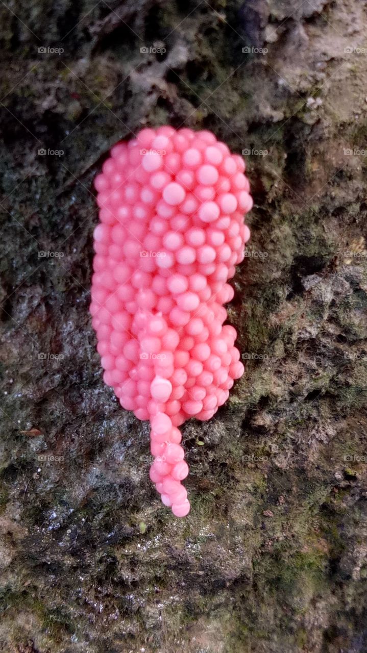 Snail eggs