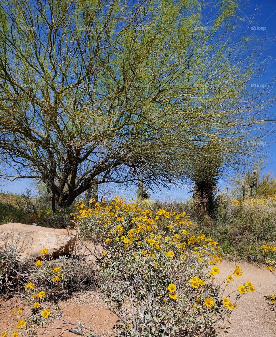 Spring in the Arizona Desert