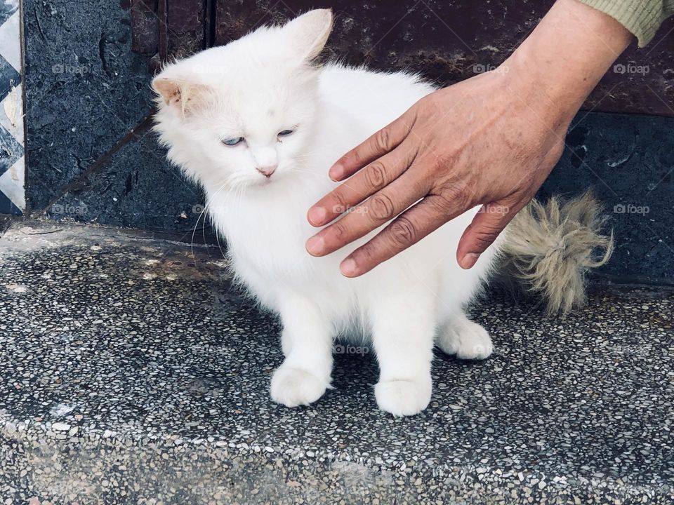 Beautiful white cat looking at camera 