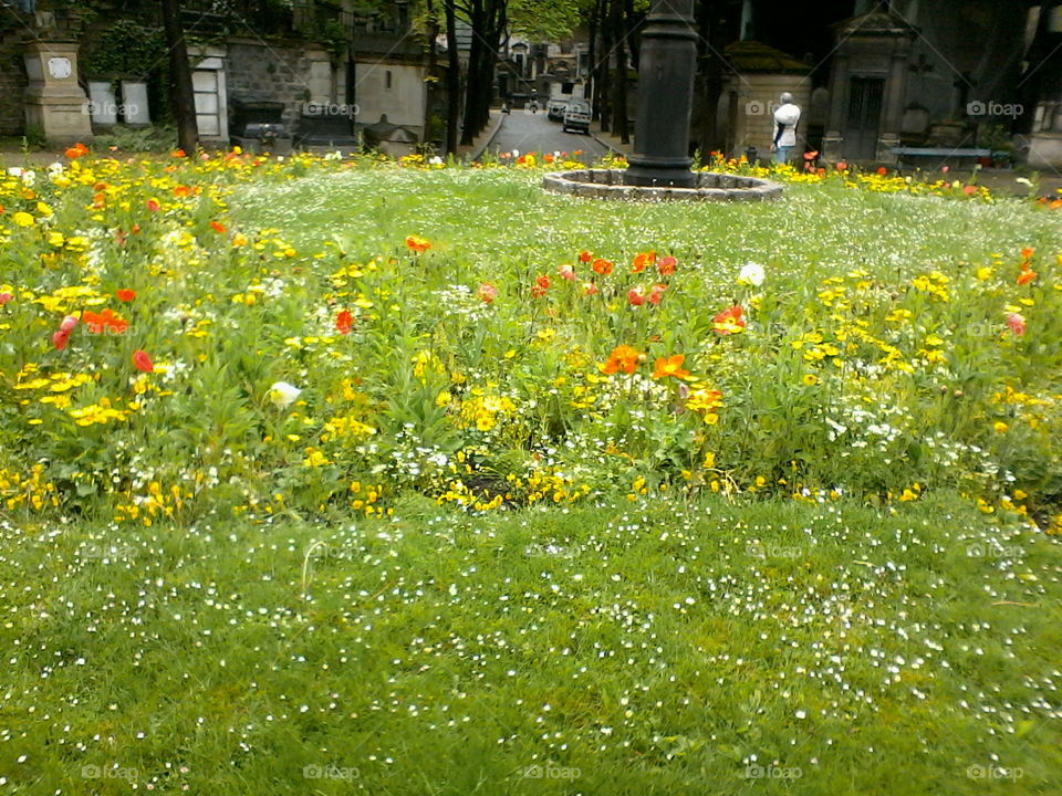 Cemetière de Montmartre. Beautiful spring flowers at Montmartre cemetery, Paris.