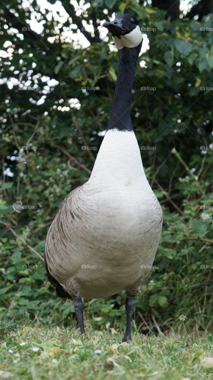 Canada Goose . Full frame of Canada goose 