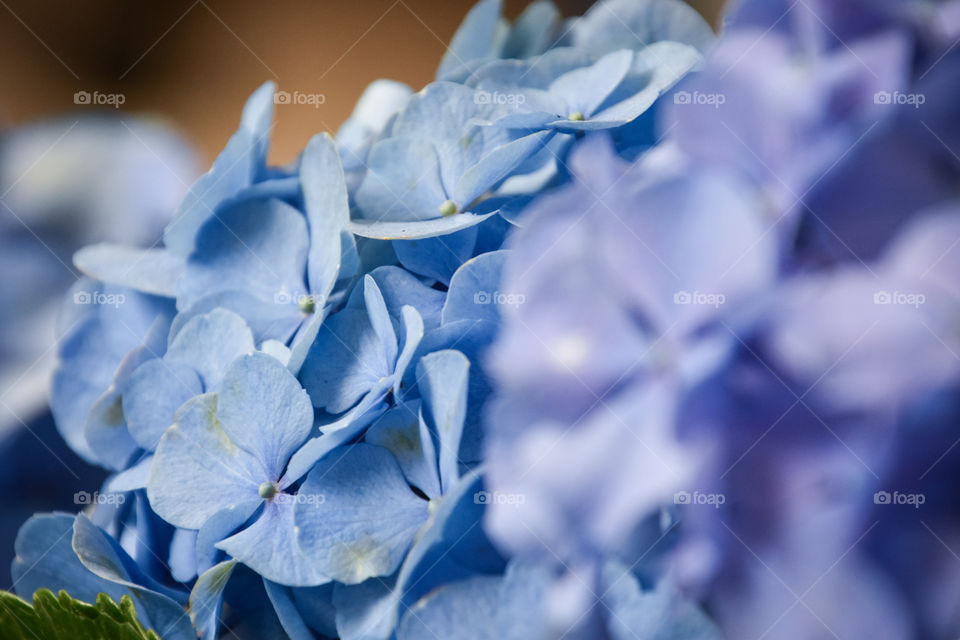 I’ve always loved photographing nature. I personally love it’s vibrant colors and love to make them pop in pictures. This a beautiful blue Hydrangea.