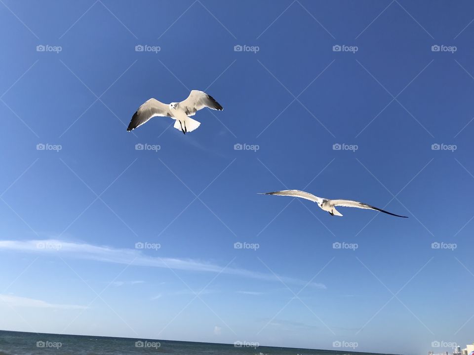 Sea gulls