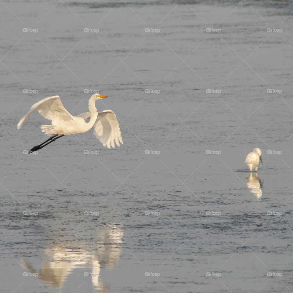 Great White Egrets gliding
